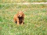 Rezerveye Uygun Goldendoodle Yavrularımız