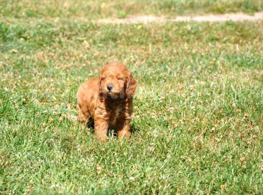 Rezerveye Uygun Goldendoodle Yavrularımız görsel