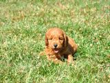 Rezerveye Uygun Goldendoodle Yavrularımız