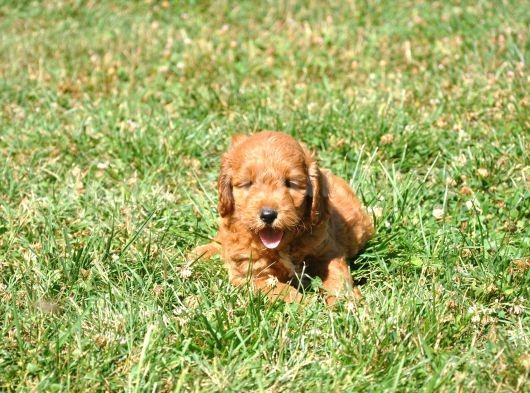Rezerveye Uygun Goldendoodle Yavrularımız görsel
