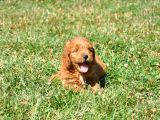 Rezerveye Uygun Goldendoodle Yavrularımız
