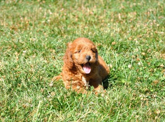 Rezerveye Uygun Goldendoodle Yavrularımız görsel