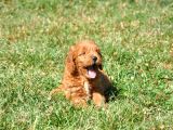 Rezerveye Uygun Goldendoodle Yavrularımız