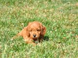 Rezerveye Uygun Goldendoodle Yavrularımız