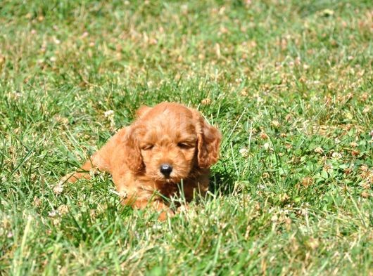 Rezerveye Uygun Goldendoodle Yavrularımız görsel