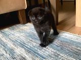 Safkan Anne Ve Babadan Scottish Fold Ve British Shorthair Yavrular