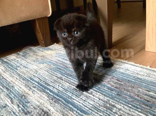 Safkan Anne Ve Babadan Scottish Fold Ve British Shorthair Yavrular görsel