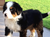 2 Aylık Erkek Dişi Bernese Yavruları