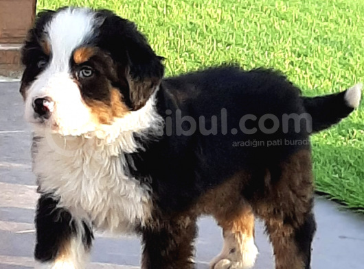 2 Aylık Erkek Dişi Bernese Yavruları