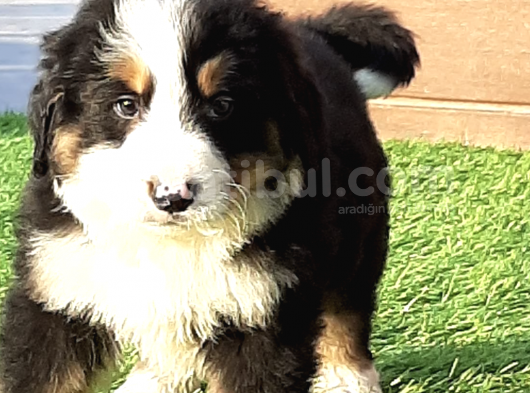 2 Aylık Erkek Dişi Bernese Yavruları görsel