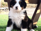 2 Aylık Erkek Dişi Bernese Yavruları