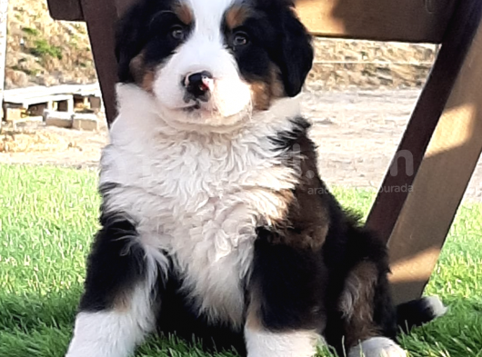 2 Aylık Erkek Dişi Bernese Yavruları görsel