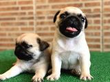 Safkan Aşili Karneli̇ Pug Mops