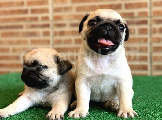 Safkan Aşili Karneli̇ Pug Mops görsel