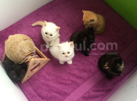2 Aylık British Yavruları görsel