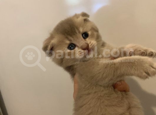 Safkan Anne Ve Babadan Scottish Fold Ve British Shorthair Yavrular görsel