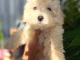 Maltipoo Kızım