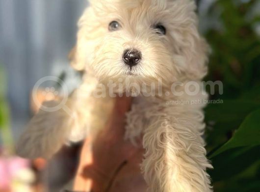 Maltipoo Kızım