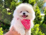 Safkan Pomeranian Boo Yavrularımız