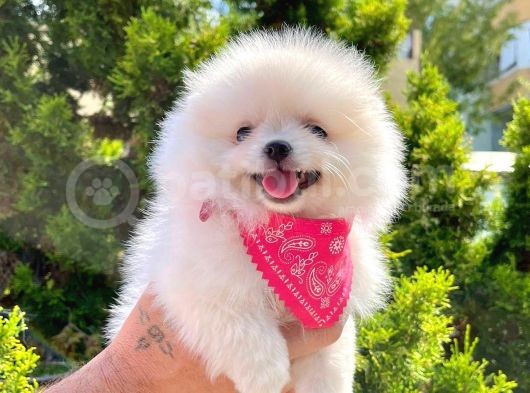 Safkan Pomeranian Boo Yavrularımız görsel