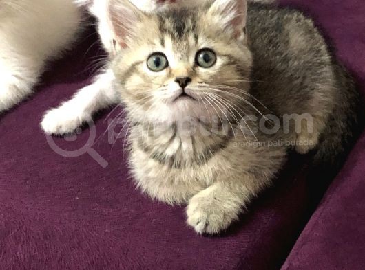 Maviş Boncuk Bebekler görsel