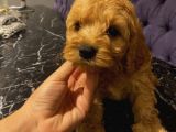 Ev Ortaminda Erkek Cavapoo Yavrularimiz