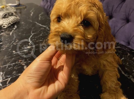 Ev Ortaminda Erkek Cavapoo Yavrularimiz görsel