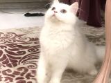 Erkek Bri̇ti̇sh Longhai̇r