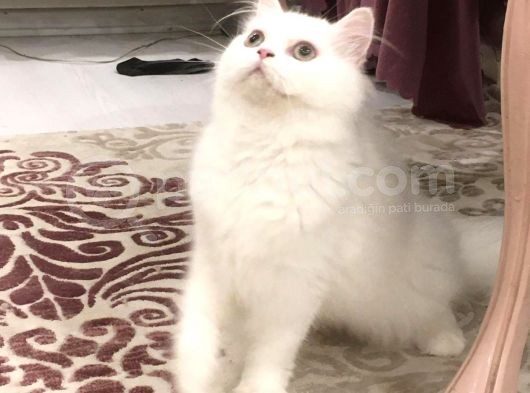 Erkek Bri̇ti̇sh Longhai̇r görsel