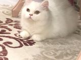 Erkek Bri̇ti̇sh Longhai̇r