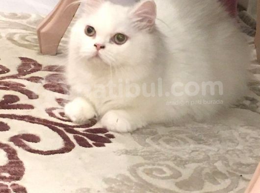 Erkek Bri̇ti̇sh Longhai̇r
