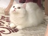 Erkek Bri̇ti̇sh Longhai̇r