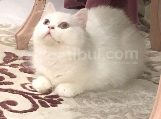 Erkek Bri̇ti̇sh Longhai̇r görsel
