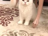 Erkek Bri̇ti̇sh Longhai̇r