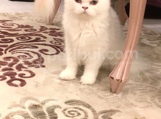 Erkek Bri̇ti̇sh Longhai̇r görsel