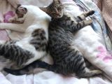 İki Tane 5 Aylık Elde Büyümüş Sevimli Kedi Çift Renkli Erkek Ve Dişi