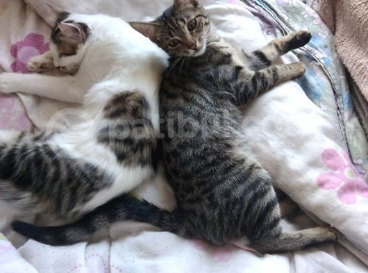 İki Tane 5 Aylık Elde Büyümüş Sevimli Kedi Çift Renkli Erkek Ve Dişi görsel