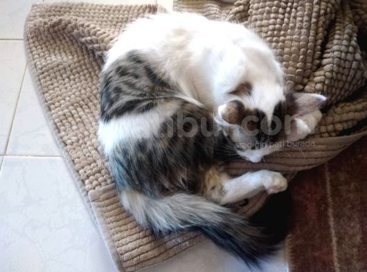 İki Tane 5 Aylık Elde Büyümüş Sevimli Kedi Çift Renkli Erkek Ve Dişi görsel
