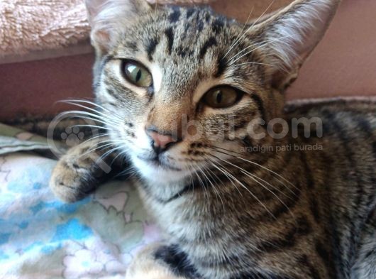 İki Tane 5 Aylık Elde Büyümüş Sevimli Kedi Çift Renkli Erkek Ve Dişi görsel