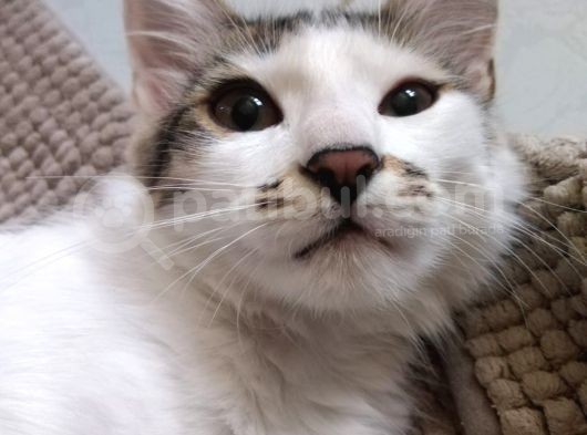 İki Tane 5 Aylık Elde Büyümüş Sevimli Kedi Çift Renkli Erkek Ve Dişi