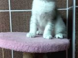 British Shorthair Silver Scotish Fold Dişi Erkek Bebekler Mevcuttur. Daha Fazla Görsel Için Lütfen Iletisim.kurunuz.