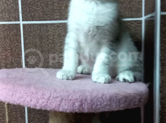 British Shorthair Silver Scotish Fold Dişi Erkek Bebekler Mevcuttur. Daha Fazla Görsel Için Lütfen Iletisim.kurunuz. görsel