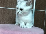 British Shorthair Silver scotish fold dişi erkek bebekler mevcuttur. Daha fazla görsel için lütfen iletisim.kurunuz.