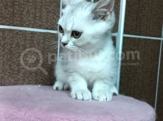 British Shorthair Silver Scotish Fold Dişi Erkek Bebekler Mevcuttur. Daha Fazla Görsel Için Lütfen Iletisim.kurunuz.