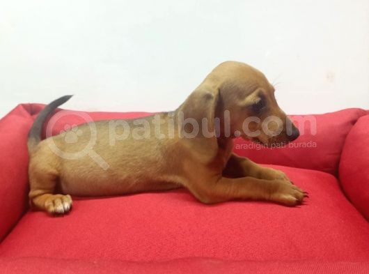 A Kalite Toy Sosis Bebeklerimiz görsel
