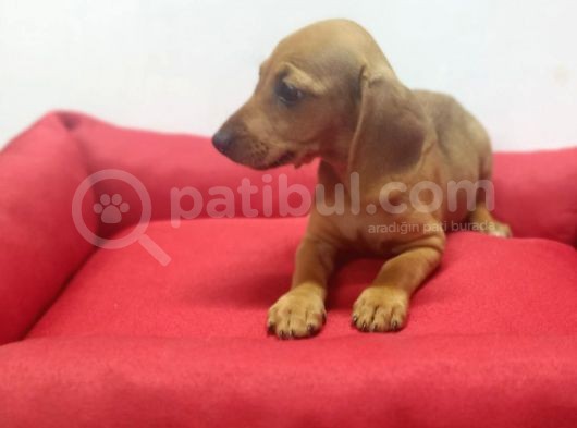 A Kalite Toy Sosis Bebeklerimiz görsel