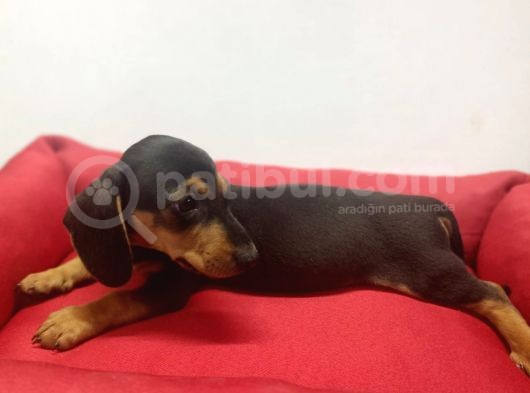 A Kalite Toy Sosis Bebeklerimiz görsel