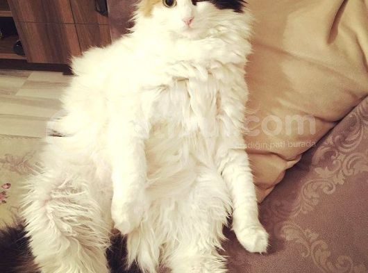 Mimi Yeni Sahibini Bekliyor
