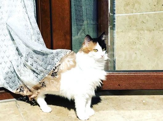 Mimi Yeni Sahibini Bekliyor görsel