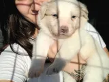 Border Collie Yavrular (Bursa Köpek Okulu)
